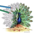 thumbnail image 4 of Staedtler Triangular Coloured Pencils, Set of 72 Colours, 4 of 6