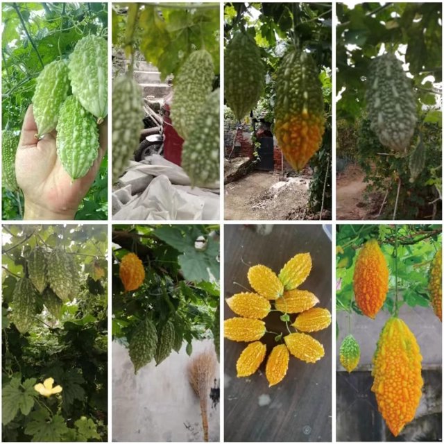 HJADGG Bitter Gourd Seeds, 40 Count Mini Variety, Heirloom Vegetable Seeds for Planting