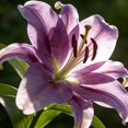 thumbnail image 1 of GSDWIUEW Lily Bulbs-2 or 4 Bulbs per Package Cold-Resistant Perennial Bulbs for Gardens, Easy-Grow. (Purple,2), 1 of 4