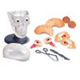 thumbnail image 3 of SMARTLAB Squishy Brain, 3 of 5