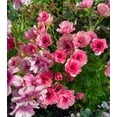 thumbnail image 4 of GSDWIUEW Butterfly Ranunculus Bulbs Buttercup Bare Roots for Planting Canada, Perennial Flower Ranunculus asiaticus, Double Ranunculus Bare Roots for Cut Flowers Garden Indoor Outdoor (10, Hera), 4 of 6