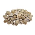 thumbnail image 1 of U.S. Shell 08001 Ringtop Cowrie - 50 Piece, 1 of 1