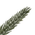 thumbnail image 3 of Vickerman G198224 36-42-48 Po Vert Spruce Tops Ensemble de 3 Pcs, 3 of 4
