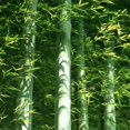 thumbnail image 5 of HJADGG 300+ Bamboo Seeds-Exotic Fast Growing Variety for Indoor/Outdoor Privacy Screen, Weather Resistant & Environmentally Friendly, 5 of 5