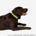 thumbnail image 3 of NANDOG The Signature Collection Waterproof Poly-Flex Sport Dog Collar in Medium Neon Green - Durable & Adjustable Design - Comfortable Fit for Active Dogs - Ideal for Outdoor Adventures, 3 of 5