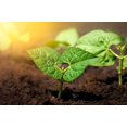 thumbnail image 5 of GSDWIUEW Premium Bush Bean Seeds for Planting-100+ Seeds for a Bountiful Vegetable Garden, 5 of 5