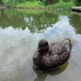 thumbnail image 2 of Realistic Mallard Duck Models That Hunting Enthusiasts Love decoys Ornament, 2 of 8
