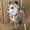 Grey, variant on TIMIFIS Electric Dogs Robot Dog Toys Interactive Electronic Puppy Sound Control Teddy Walk Bark with Music Touching Control Robotic Pet Action & Toy Figures