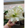 thumbnail image 2 of GSDWIUEW Double Amaryllis Bulbs for Fall Planting Large Hippeastrum Perennial Flowers Bulbs Size 10-11 Inch Perfect for Garden, Gift with Wrapping and Planting Instruction (1, White Symphony), 2 of 5