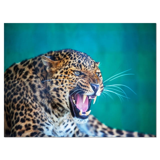 Design Art Wild Leopard Close up View Canvas Print featuring a gallery wrapped canvas with a detailed close-up of a snarling wild leopard's face, showing brown and black spotted fur, sharp teeth, and long whiskers on a blurred teal background, ready to hang wall art ideal for home décor or office spaces.