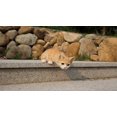 thumbnail image 1 of Statue d'Animal de Décoration de Jardin Chat Regardant par-Dessus le Rebord - Tabby Orange, 1 of 5