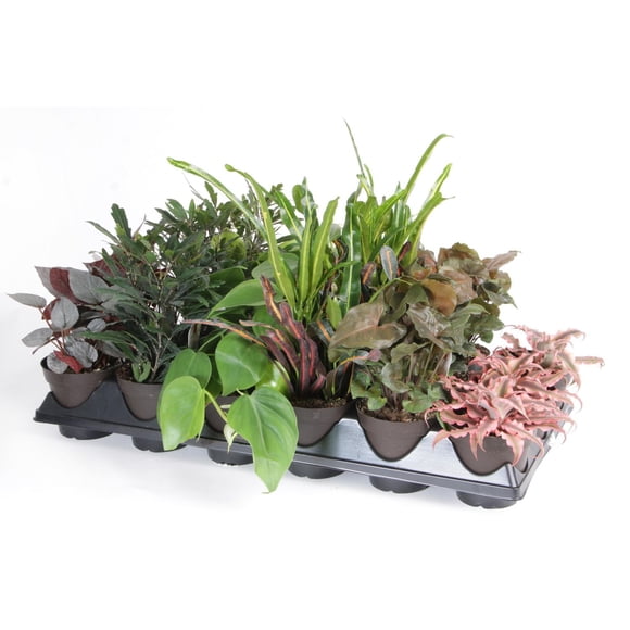 Plante d’intérieur « Ange exotique » de Costa Farms dans un pot de 9,65 cm (3,8 po)