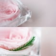 thumbnail image 3 of Amdohai Vraie Fleur de Rose Préservée dans une Boîte Transparente Rose Éternelle Parfumée, 3 of 7