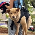 thumbnail image 3 of Adjustable Wearable Dog Sling Backpack for Hands-Free Front Support Travel Hiking Biking and Motorcycle Rides, 3 of 6