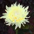 thumbnail image 1 of WSBDENLK Solar Chrysanthemum Lights Outdoor Led Garden Lights Simulation Flower Lights Plug Ground Decorative Lights,Solar Led Simulation Flower Decoration Light, 1 of 8