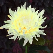 Meitianfacai Solar Flower Light Solar Chrysanthemum Lights Outdoor LED Garden Lights Simulation Flower Lights Plug Ground Decorative Lights Patio Lawn Yard Courtyard Garden (Beige)