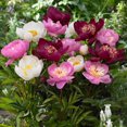thumbnail image 1 of Flower Bulbs - Peony Single Assorted (4 Bulbs), 1 of 1