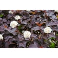 thumbnail image 3 of 2 Gallon  Diabolo Ninebark (Physocarpus) Shrub, 3 of 5