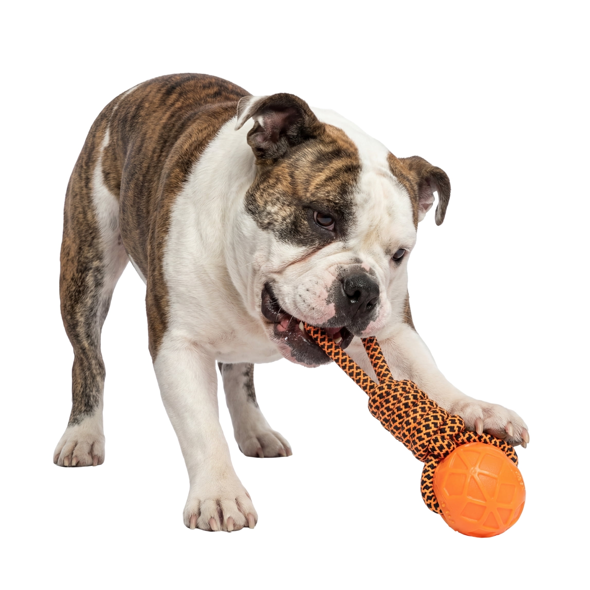 One Paw, Jouet pour chien, corde à tirer et balle, tir à la corde, orange, pour chiens