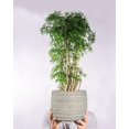 thumbnail image 4 of Abbott Collections AB-27-TERRAIN-754-LG 7 in. Wavy Ripple Planter, White - Large, 4 of 4