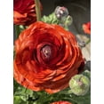 thumbnail image 1 of HIGHGW 10pcs Ranunculus Flower Bulbs for Lush, Multi-Petal Blooms \u2013 Transform Your Garden with These Gorgeous Flowers (G,10), 1 of 2