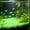 Green, variant on Glowing Pebbles Aquarium Substrate, Xinsrenus 100 Pcs Glow In The Dark Stones Decor, Luminous Pebbles for Aquascaping Fish Tank Vase Gardening, Multicolor Fluorescent Gravel for Night Glowing Effect,