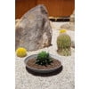 thumbnail image 4 of LANBO 24PLNTR GR(X2) - FRENCH, 4 of 8