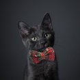 thumbnail image 3 of Cat Collar Decorative Bow Creative Pet Collar Kitten Collar for Christmas, 3 of 4
