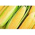 thumbnail image 3 of Hometown Seeds Kandy Korn Corn Seeds - Non-GMO - 20 Grams, 3 of 3