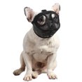 thumbnail image 2 of Short Snout Dog Muzzle Bulldog Muzzle Adjustable Breathable Mesh for Training Biting Barking, 2 of 8