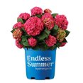 thumbnail image 1 of Endless Summer Hydrangea, 1 of 1