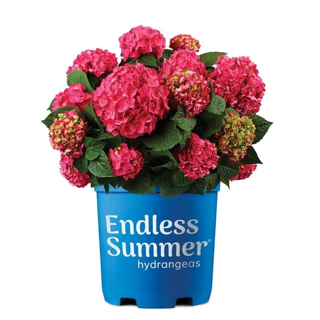Endless Summer Hydrangea