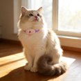 thumbnail image 5 of Interactive Smart Cat Collar with Wearable LED Lights for Indoor Exercise and Amusing, 5 of 5