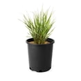 thumbnail image 1 of Feather Reed Grass 2 Gallon, 1 of 4