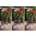 thumbnail image 2 of Plant Root Basket,Plant Root Guard Gopher Wire Basketfor Plants Roots Plant Root Protection Wire Mesh Bag Rugged and Tough, 2 of 6