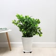 thumbnail image 3 of Heavy Duty Caddy Roller Base with Wheels for Effortless Indoor Movement and Decorative Display, 3 of 3