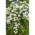 thumbnail image 2 of 2 Gallon Bridalwreath Spirea (Spiraea) Shrub, 2 of 6