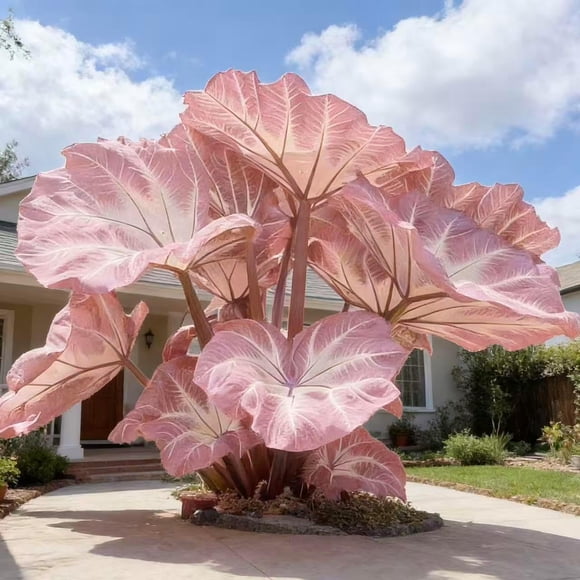 GSDWIUEW Caladium Seeds-Seeds of 200 or 400 Varieties of Tropical Foliage Plants in Indoor and Outdoor Gardens, with Striking Heart-Shaped Leaves, Planting in Outdoor and Container Gardens. (Pink,200)