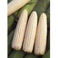 thumbnail image 3 of GSDWIUEW Seeds Corn Delicacy White Sugar Sweet Giant Heiroom Vegetable for Planting, 3 of 8