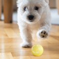 thumbnail image 1 of SIfdSeng Jouet Roulant Intelligent pour Chat Jouet pour Animal de Compagnie Étoile Planète Grand Jouet pour Chien Jouets à Mâcher pour Chiot pour Dentition Jouets d'Enrichissement pour Chiot, 1 of 8