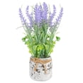 thumbnail image 1 of Lavande en Pot, 1 of 1