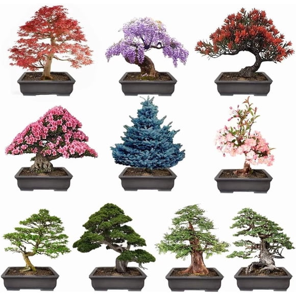 HIGHGW 300+ Bonsai Tree Seeds – 10 Popular Varieties of Heirloom Bonsai Seeds Red Maple, elm Tree, Blue Spruce, Black Spruce, Black Pine, Wisteria, Sakura, Flame Tree, Bauhinia, Dawn Redwood