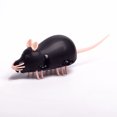 thumbnail image 3 of lionlar Cat Toy Running Funny Interactive Play Electronic Rat Mouse for Black, 3 of 9