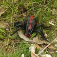 thumbnail image 1 of Fridja Sales Parent Child Interactive Toys Wireless Remote Control Spider Trick Cockroach Ant Simulation Tidal Insect, 1 of 6