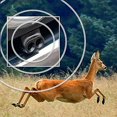 thumbnail image 1 of Save-A-Deer Whistle, 1 of 4