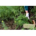 thumbnail image 4 of GSDWIUEW SOYA Dill Seeds for Planting, 200 Count, Heirloom,, 4 of 6
