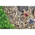thumbnail image 2 of Pierre de pois - 1 verge cube, 2 of 3