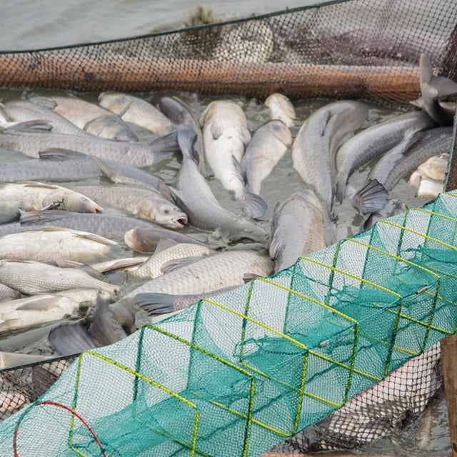 ruzhgo Pêche Pliable Cage Cage Pliable Pêche Filet Crabes Homards Pièges