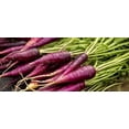 thumbnail image 2 of GSDWIUEW Purple Carrot Seeds for Planting Around 100 Seeds, 2 of 8