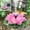 Pink, variant on Dvruxg Solar Water Fountain Pump for Bird Bath - Outdoor Solar Water Fountain - Perfect for Garden & Yard Decoration